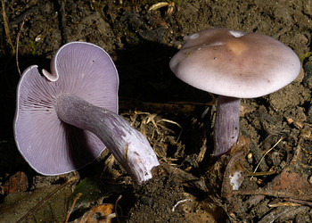Violetter Rötelritterling (Lepista nuda) - © Heinz Prelicz